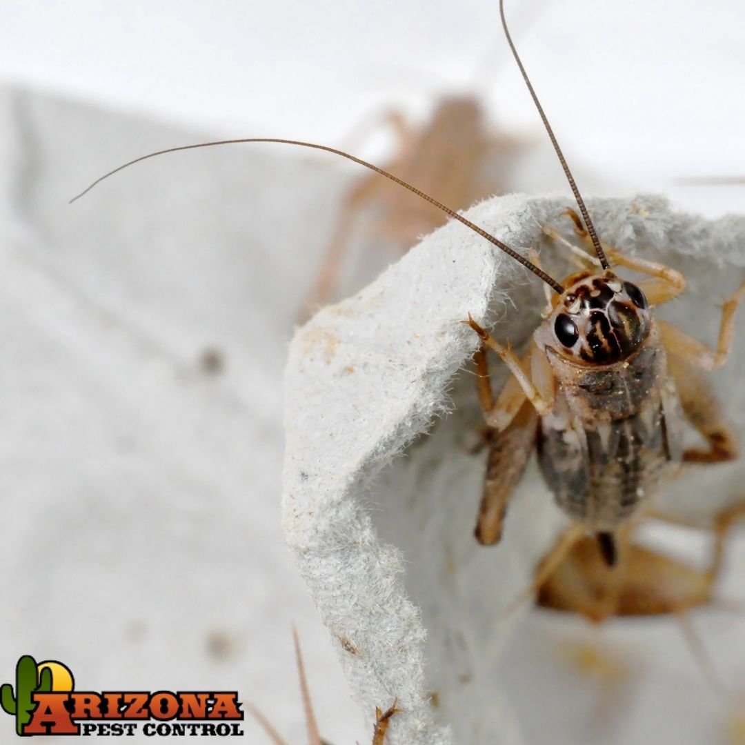 House Crickets Are One Of The Most Frequently Encountered Household