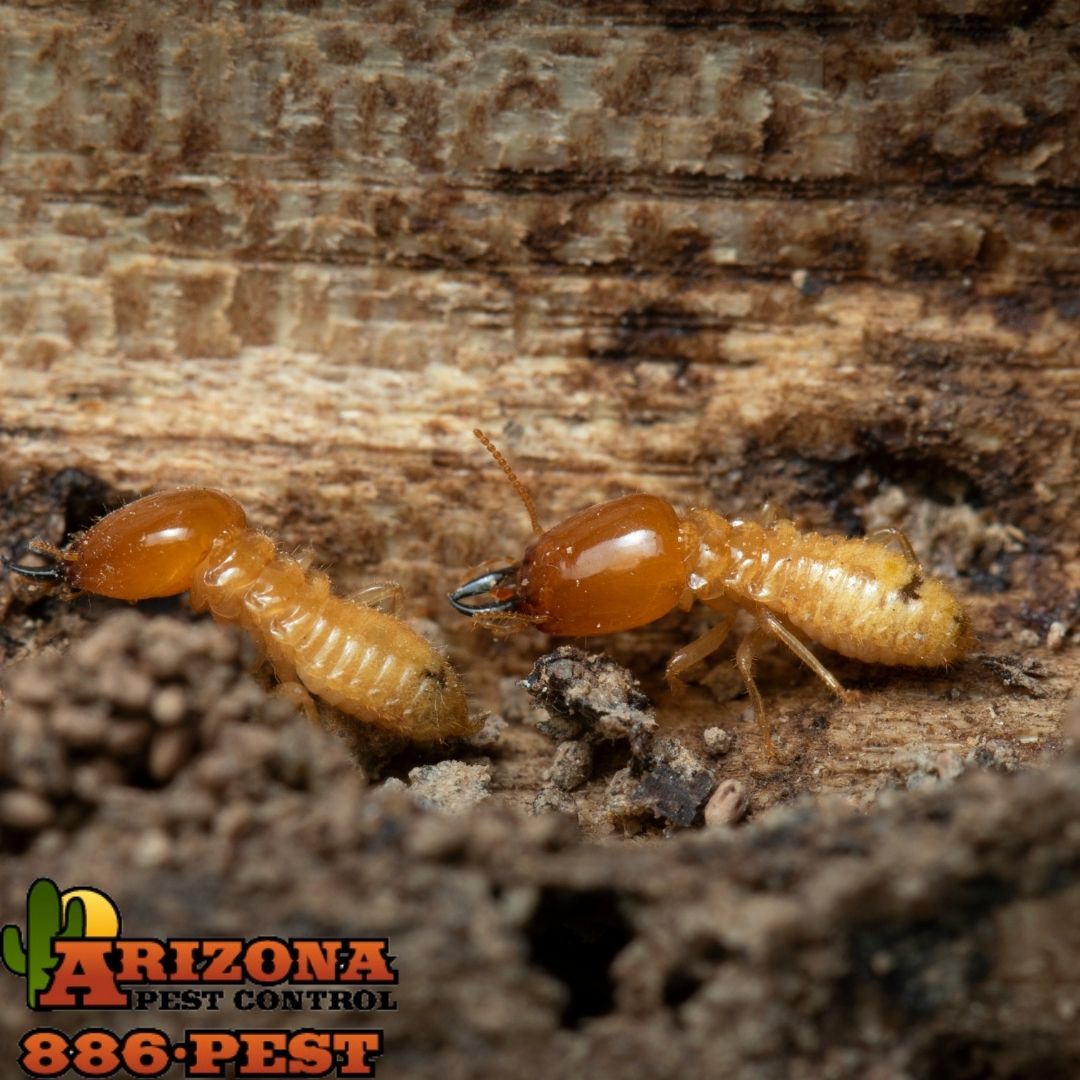 How Subterranean Termites Locate Wood Tucson Termite Experts