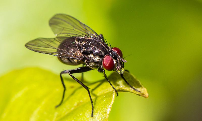 Get Rid of House Flies Naturally AZ Pest Control