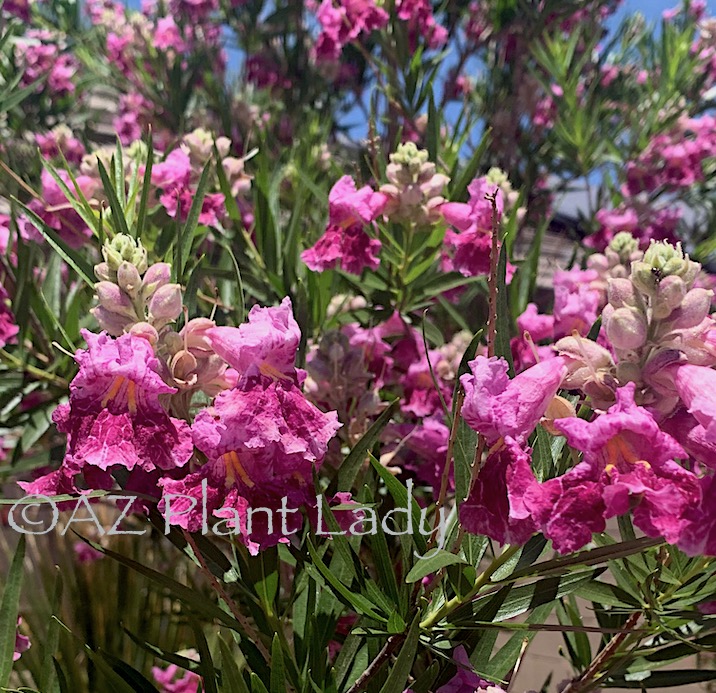desert willow tree arizona care Idella Nava
