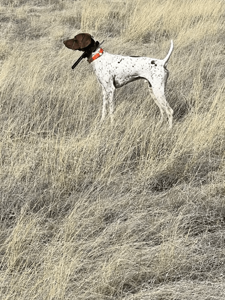 Livin’ on the Edge AZ Pointing Dog