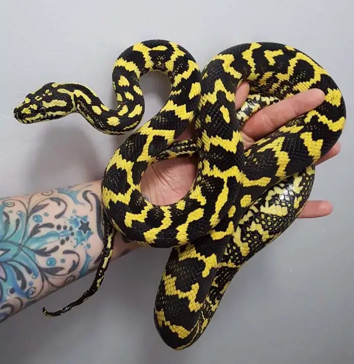 Carpet Python Care Sheet, Size, Enclosure & Temperament AZ Reptiles