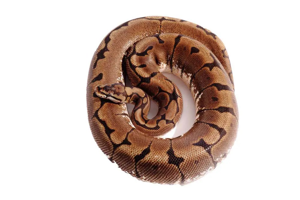 Spider Ball Python Care Guide, Health Problems & Facts AZ Reptiles