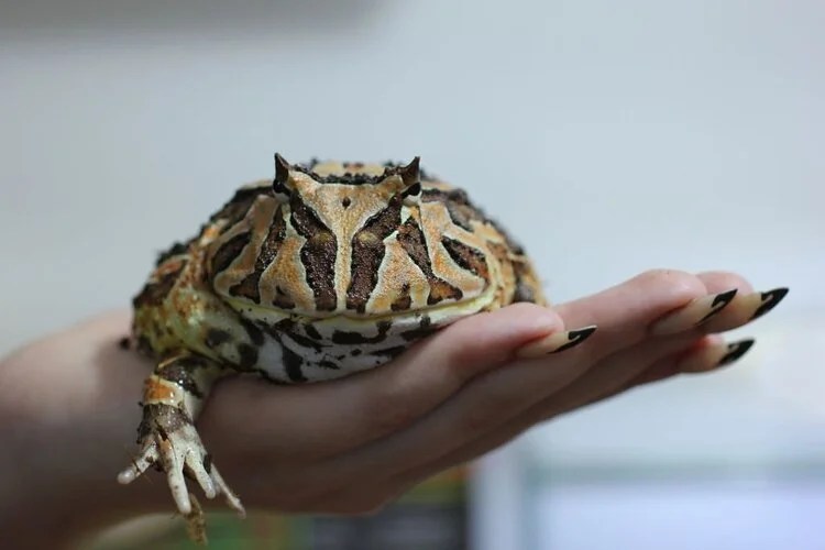 Pacman Frog Care Sheet and Facts AZ Reptiles