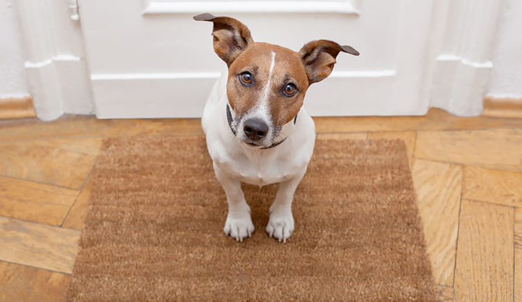 How to Avoid Mischief When Your Pet is Home Alone