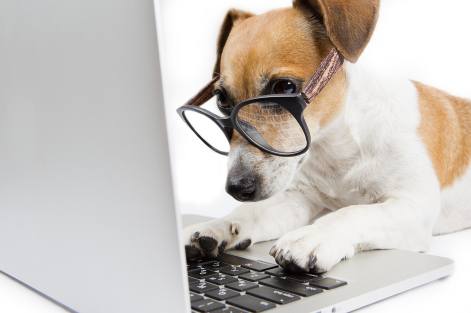 Pets in the Workplace B2B Cleaning Services