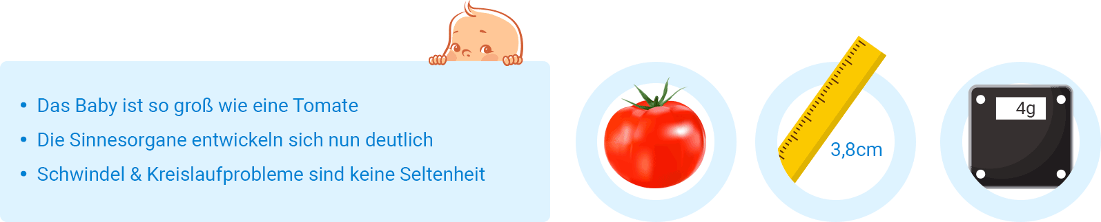 ᐅ 11. SSW (Schwangerschaftswoche) Alle Infos, Größe & Entwicklung