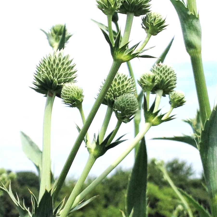 Eryngium yuccifolium Rattlesnake Master from Babikow Wholesale Nursery