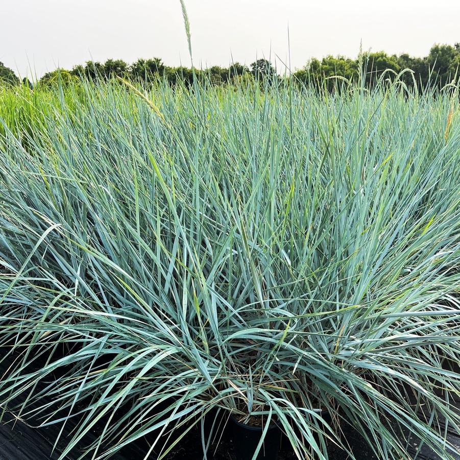 Leymus 'Blue Dune' Blue Lyme Grass from Babikow Wholesale Nursery