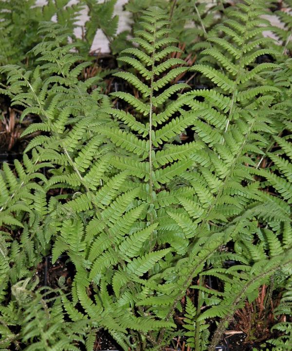 Dryopteris felix mas Male fern from Babikow Wholesale Nursery