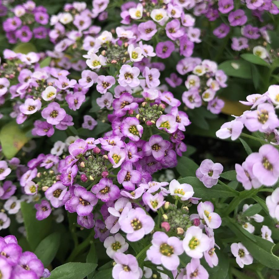 Alyssum Clear Crystal 'Lavender Shades' from Babikow Wholesale Nursery