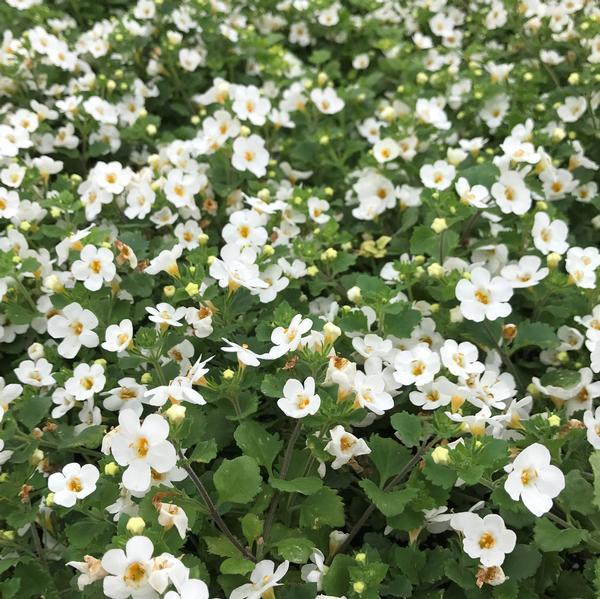 Bacopa Betty 'White' Sutera from Babikow Wholesale Nursery