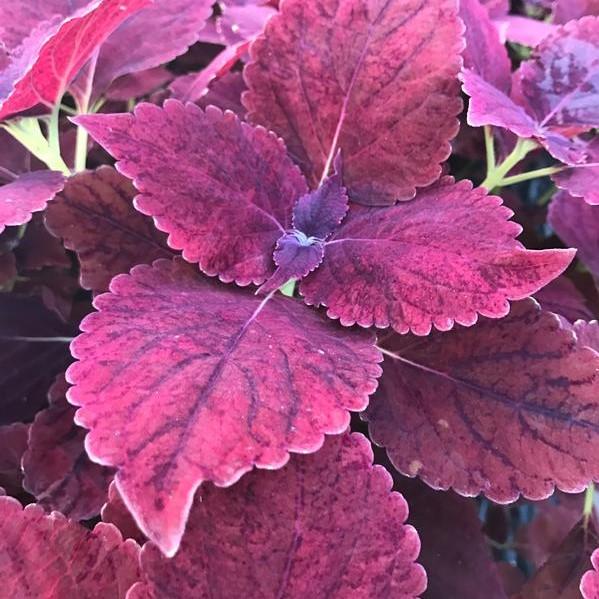 List 90+ Pictures Burgundy Foliage Burgundy Leaf Plants Latest
