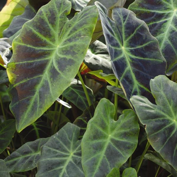 Colocasia 'Illustris' Elephant Ears from Babikow Wholesale Nursery