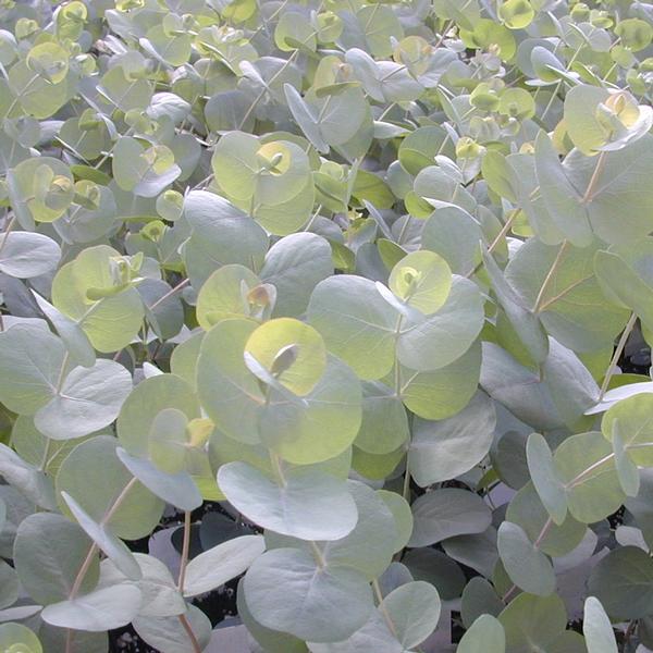 Eucalyptus 'Silver Drop' from Babikow Wholesale Nursery