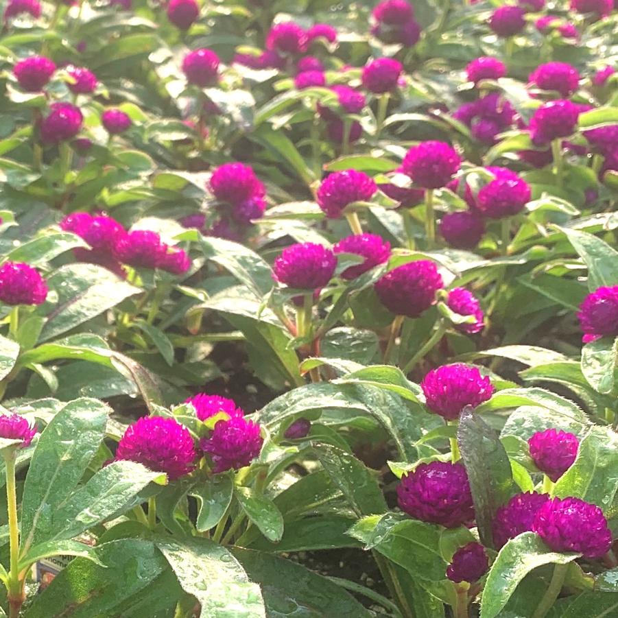 Gomphrena Gnome 'Purple' Globe Amaranth from Babikow Wholesale Nursery