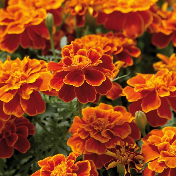 Marigold Safari 'Scarlet' from Babikow Wholesale Nursery