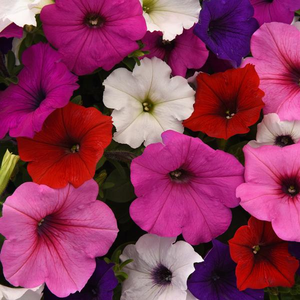 Petunia Easy Wave 'Formula Mix' from Babikow