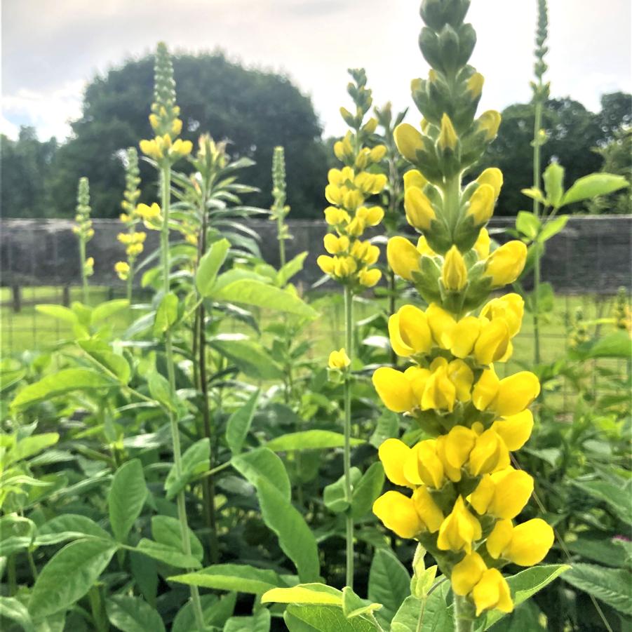 Thermopsis caroliniana Carolina Lupine from Babikow Wholesale Nursery
