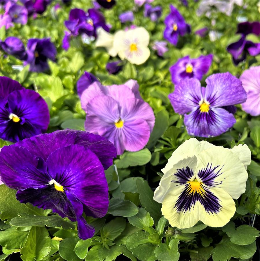 Pansy Delta 'Lavender Blue Shades' from Babikow Wholesale Nursery