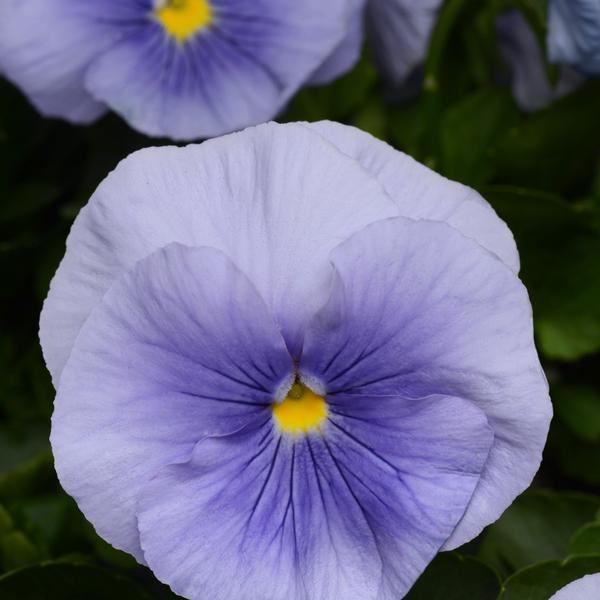 Pansy Matrix 'Light Blue' from Babikow Wholesale Nursery
