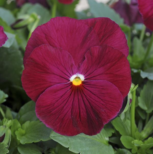 Pansy Matrix 'Rose' from Babikow Wholesale Nursery