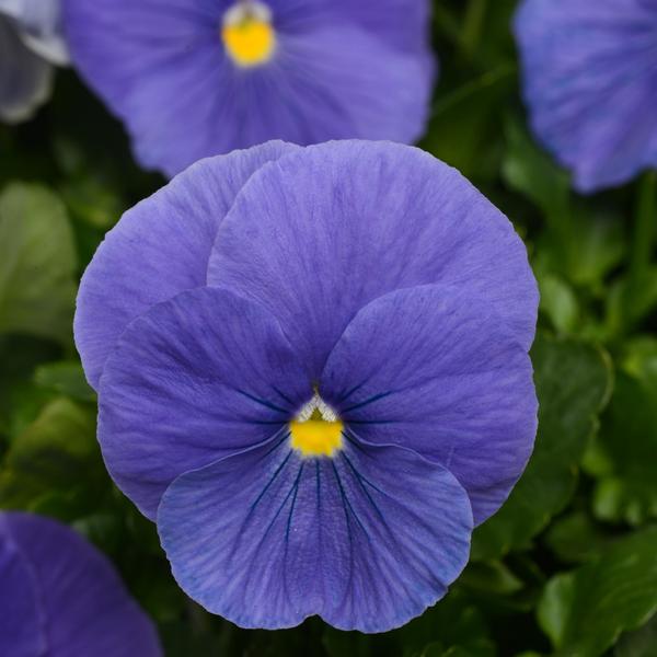 Pansy Matrix 'True Blue' from Babikow Wholesale Nursery