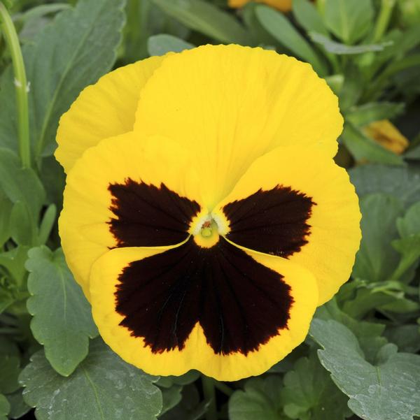 Pansy Matrix 'Yellow Blotch' from Babikow