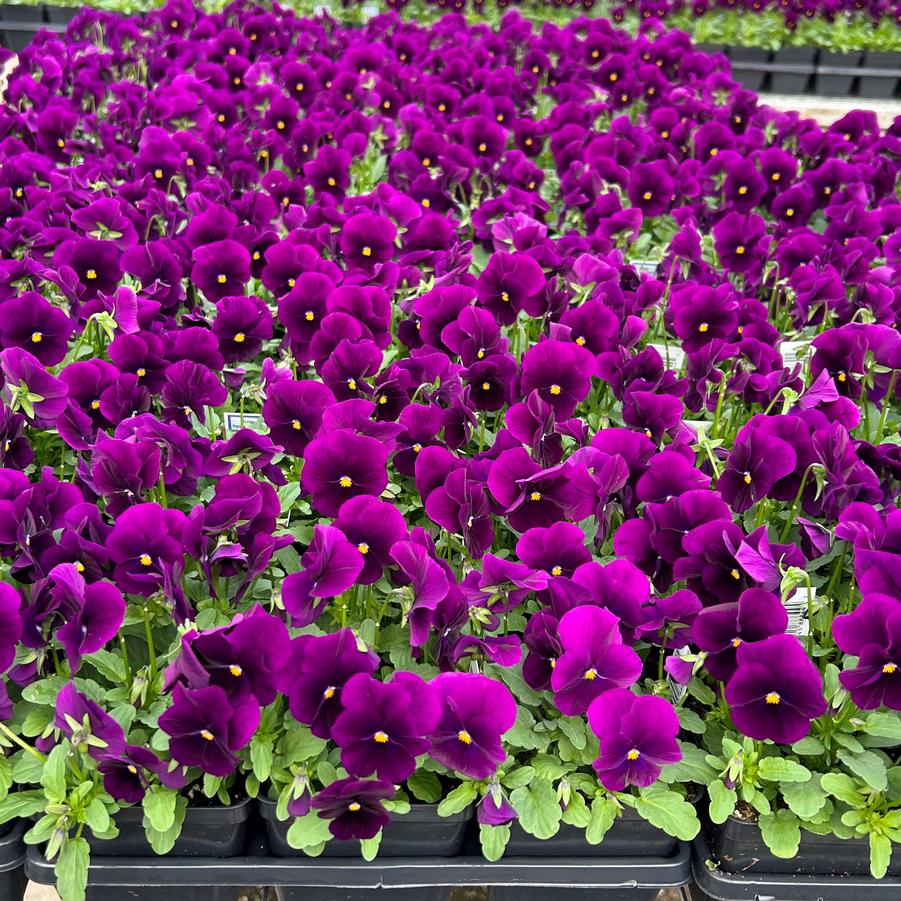 Viola Penny 'Violet' from Babikow