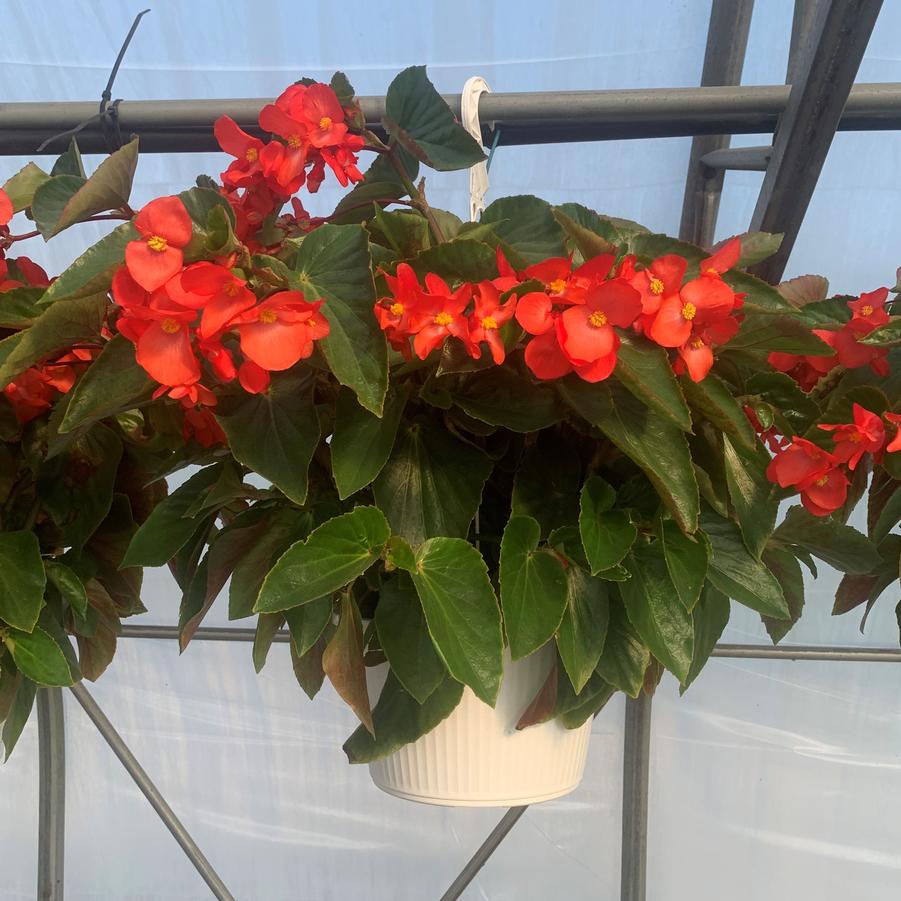 Begonia Hanging Basket Dragon Wing 'Red/Pink' Begonia from Babikow