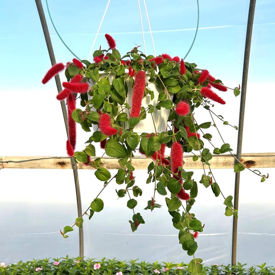 Acalypha pendula 'Chenille Firetail Plant' Red Hot Cat Tails from