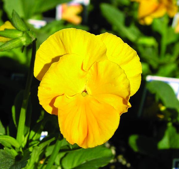 Pansy Panola 'Yellow' from Babikow