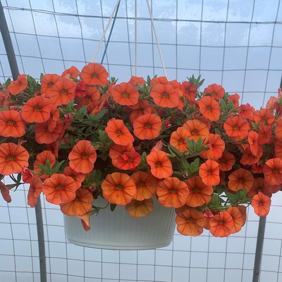 Calibrachoa Hanging Basket 'assorted colors' from Babikow