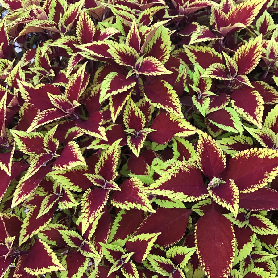 Coleus 'Defiance' from Babikow