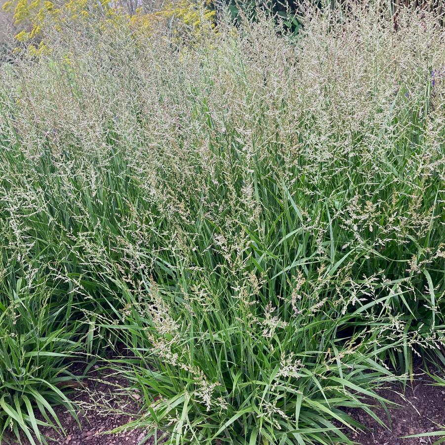 Calamagrostis 'Cheju Do' Dwarf Feather Reed Grass from Babikow