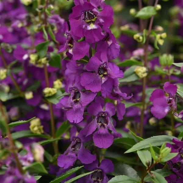 Angelonia Serena 'Purple Improved' Summer Snapdragon from Babikow