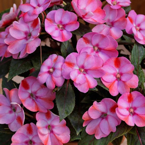Impatiens SunPatiens Compact 'Pink Candy' from Babikow