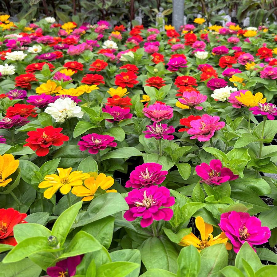 Zinnia Zesty 'Mix' from Babikow Wholesale Nursery