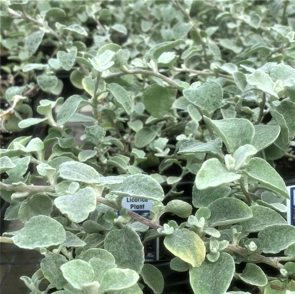 Helichrysum 'Silver Licorice Plant' from Babikow Wholesale Nursery