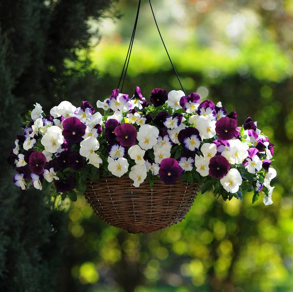 Pansy Cool Wave Hanging Basket 'Berries N' Cream' from Babikow