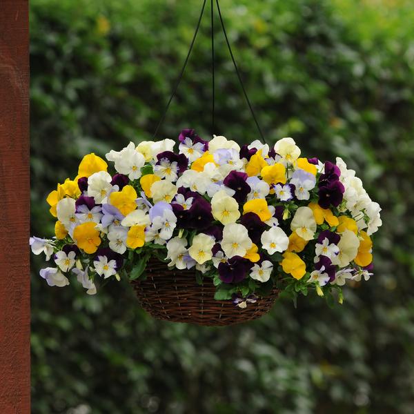 Pansy Cool Wave Hanging Basket 'Mix' from Babikow Wholesale Nursery