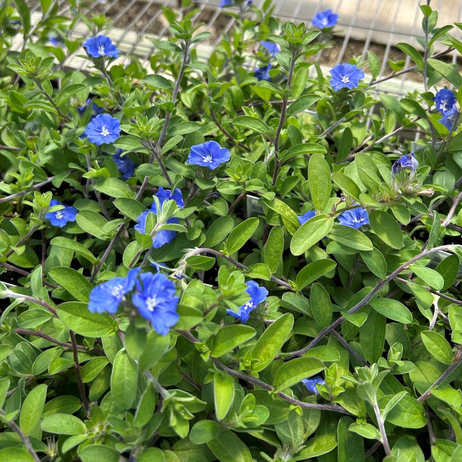 Evolvulus 'Blue Daze' from Babikow Wholesale Nursery