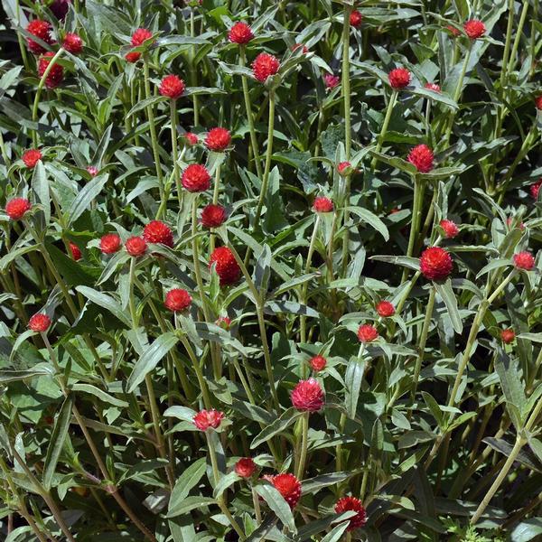 Gomphrena 'Strawberry Fields' Globe Amaranth from Babikow Wholesale Nursery