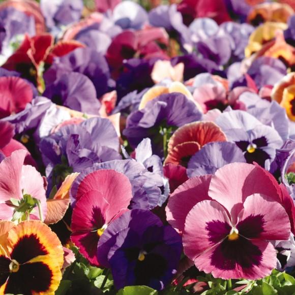 Pansy Matrix 'Coastal Sunrise Mix' from Babikow Wholesale Nursery