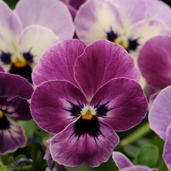 Viola Sorbet 'Raspberry XP' from Babikow Wholesale Nursery
