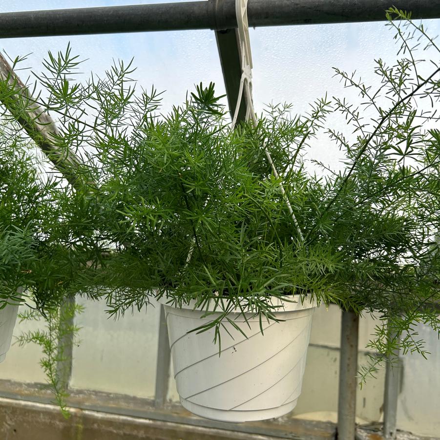 Asparagus Hanging Basket 'FuzzyFern Frizz' from Babikow Wholesale Nursery