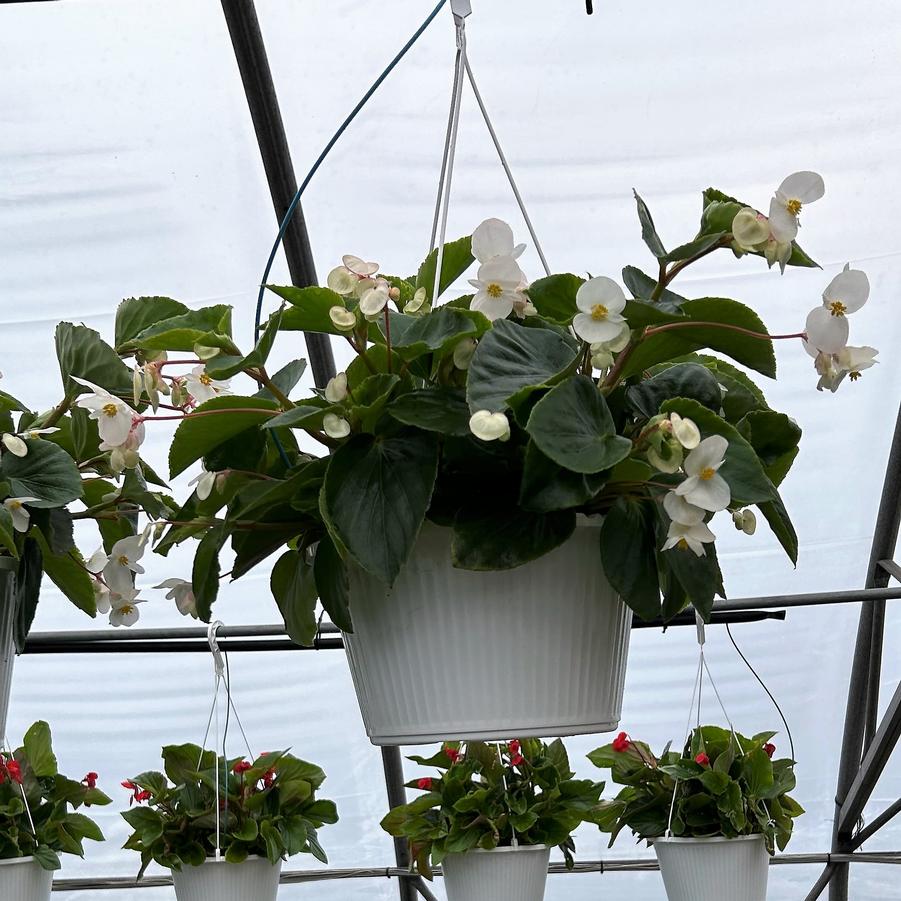 Begonia Dragon Wing 'White' Hanging Basket from Babikow Wholesale Nursery