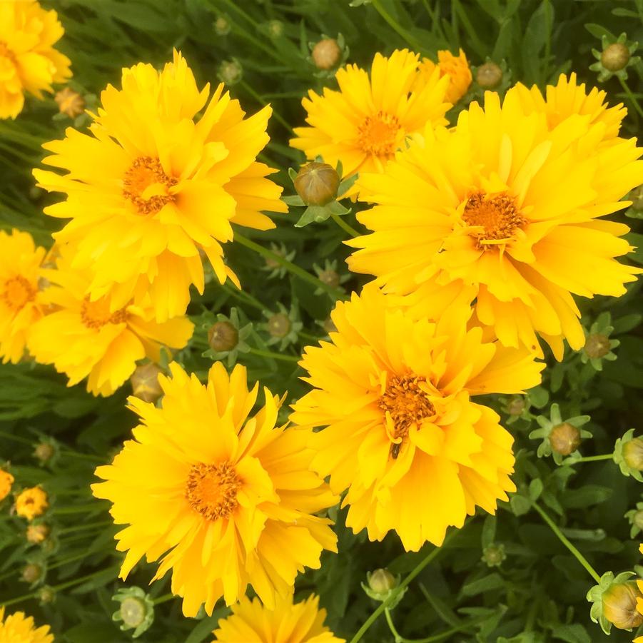 Coreopsis gra. 'Early Sunrise' Tickseed from Babikow Wholesale Nursery