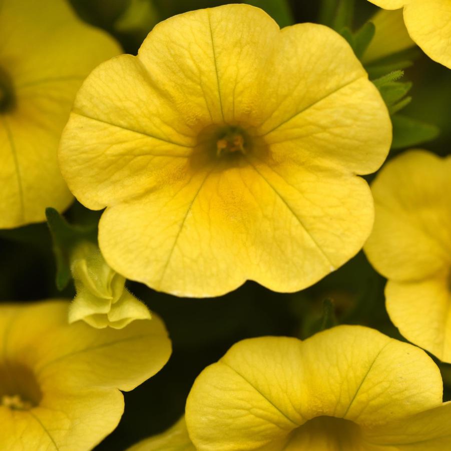 Calibrachoa ChaCha 'Yellow' from Babikow Wholesale Nursery
