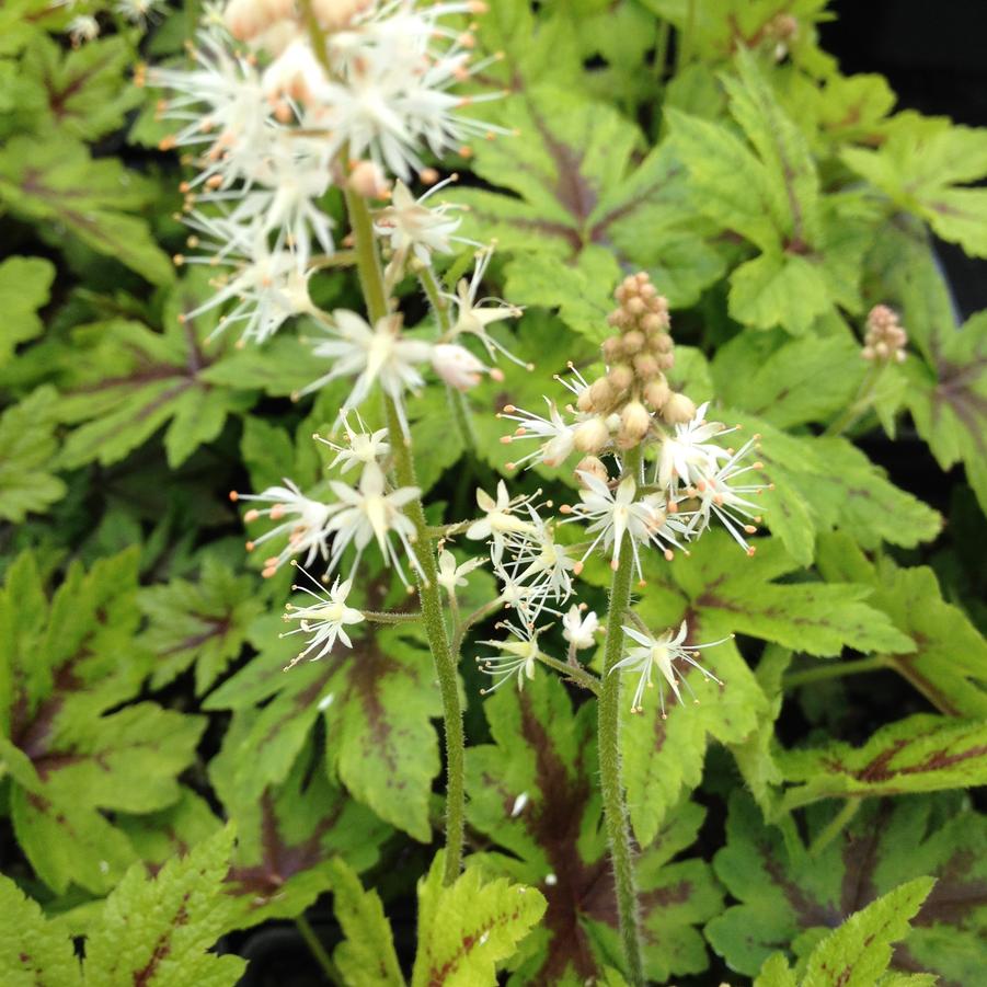 Tiarella 'Elizabeth Oliver' Foamflower from Babikow